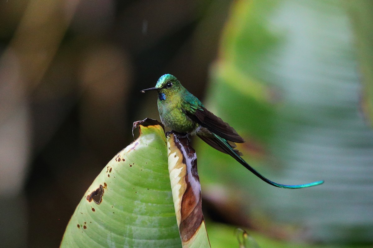 Long-tailed Sylph - ML133309251