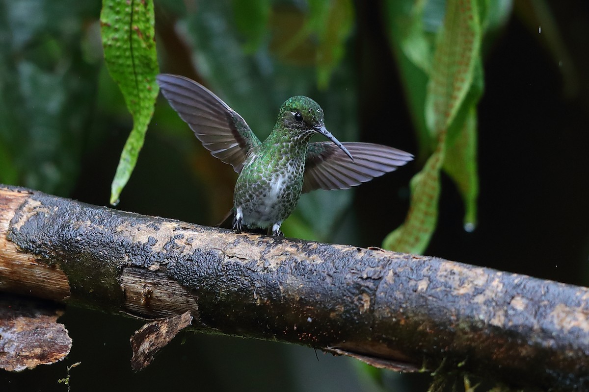 Many-spotted Hummingbird - ML133310461