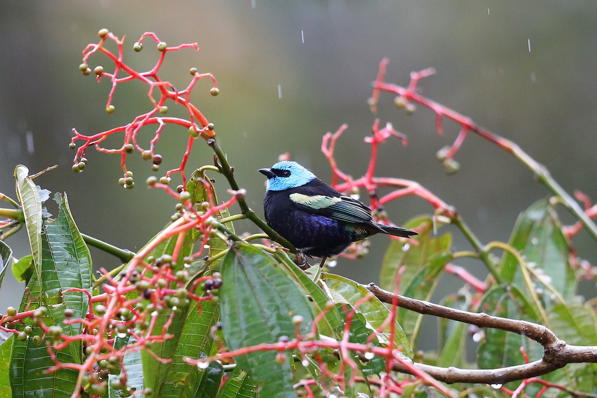Blue-necked Tanager - ML133313731