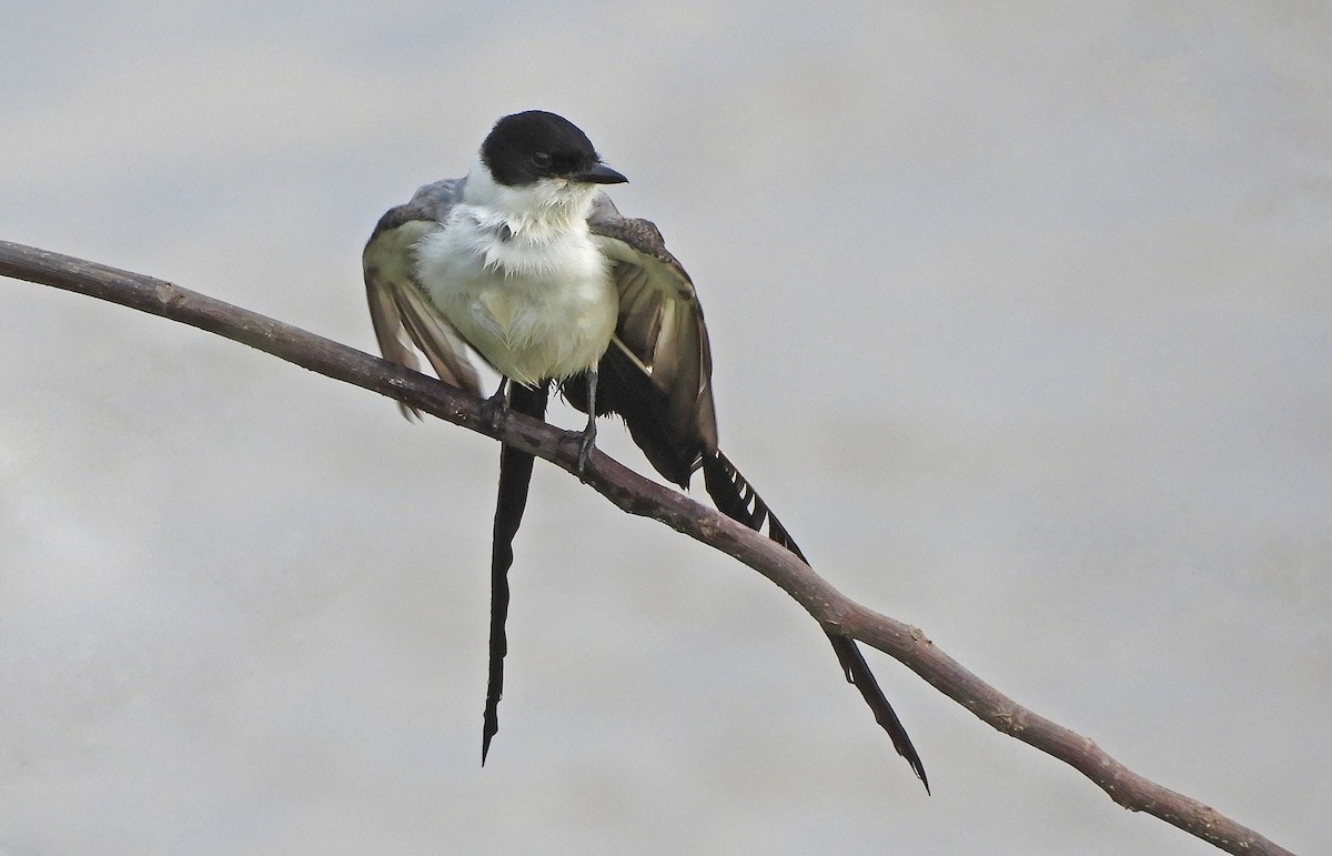 Fork-tailed Flycatcher - Ray Wershler