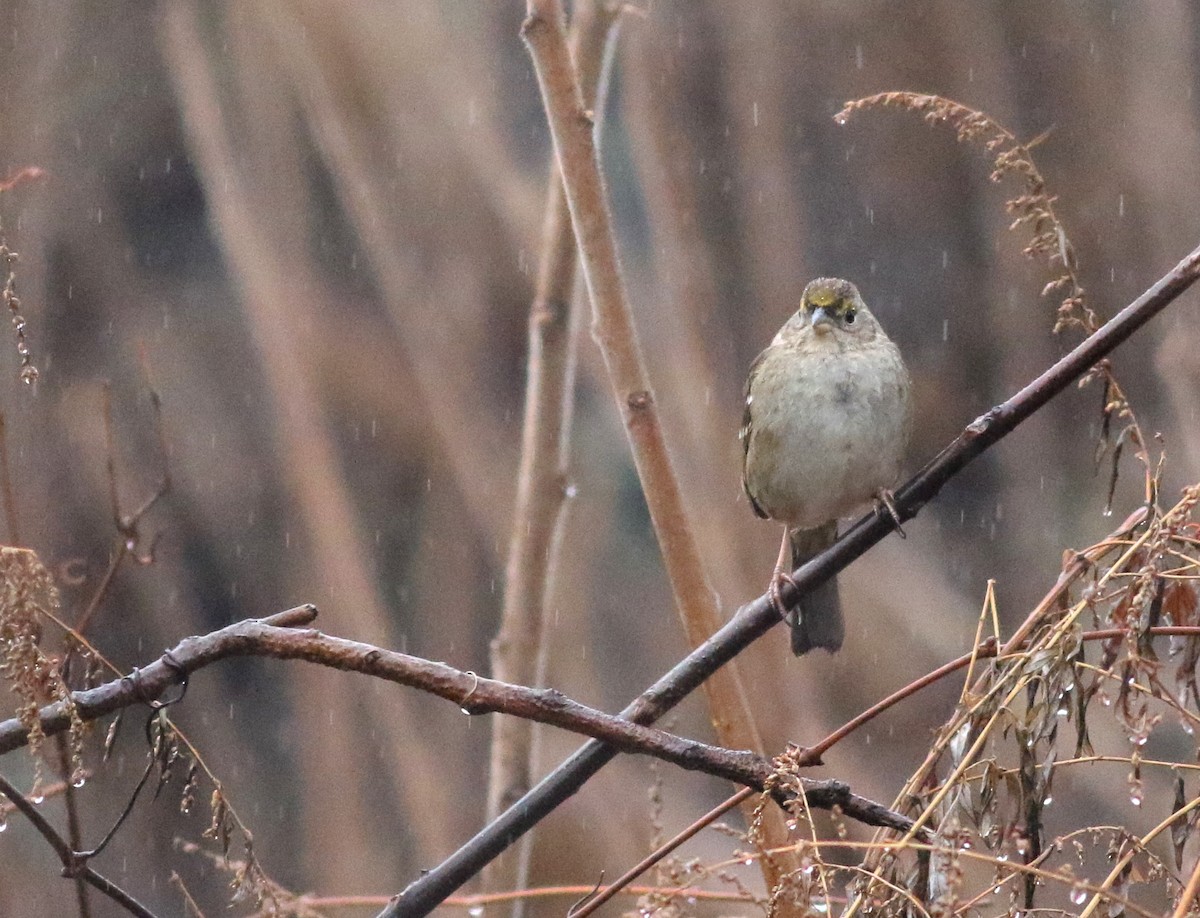 Golden-crowned Sparrow - Shawn Billerman