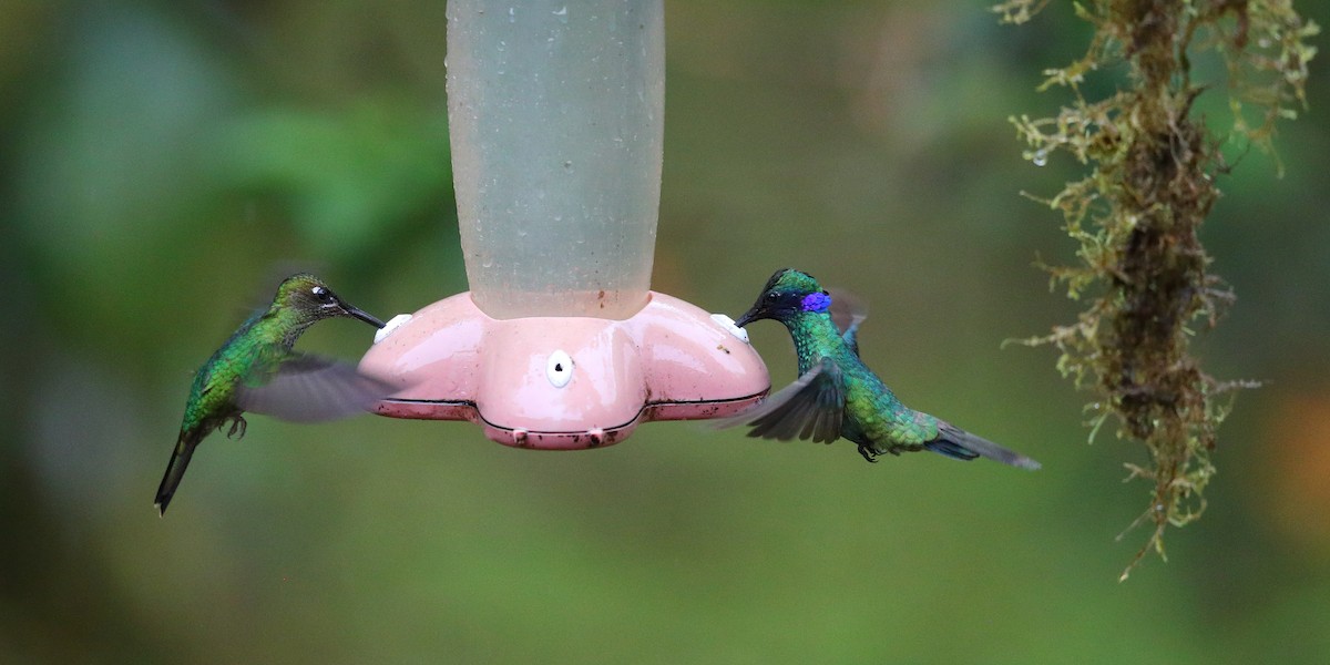 kolibřík modrolící - ML133318041