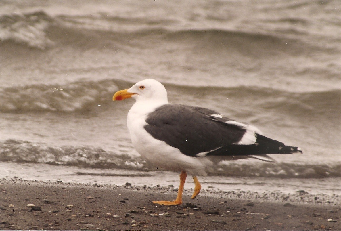 Yellow-footed Gull - Jane Thompson