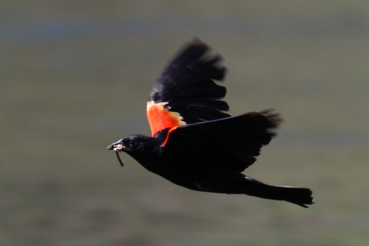 Red-winged Blackbird - Steve Rottenborn