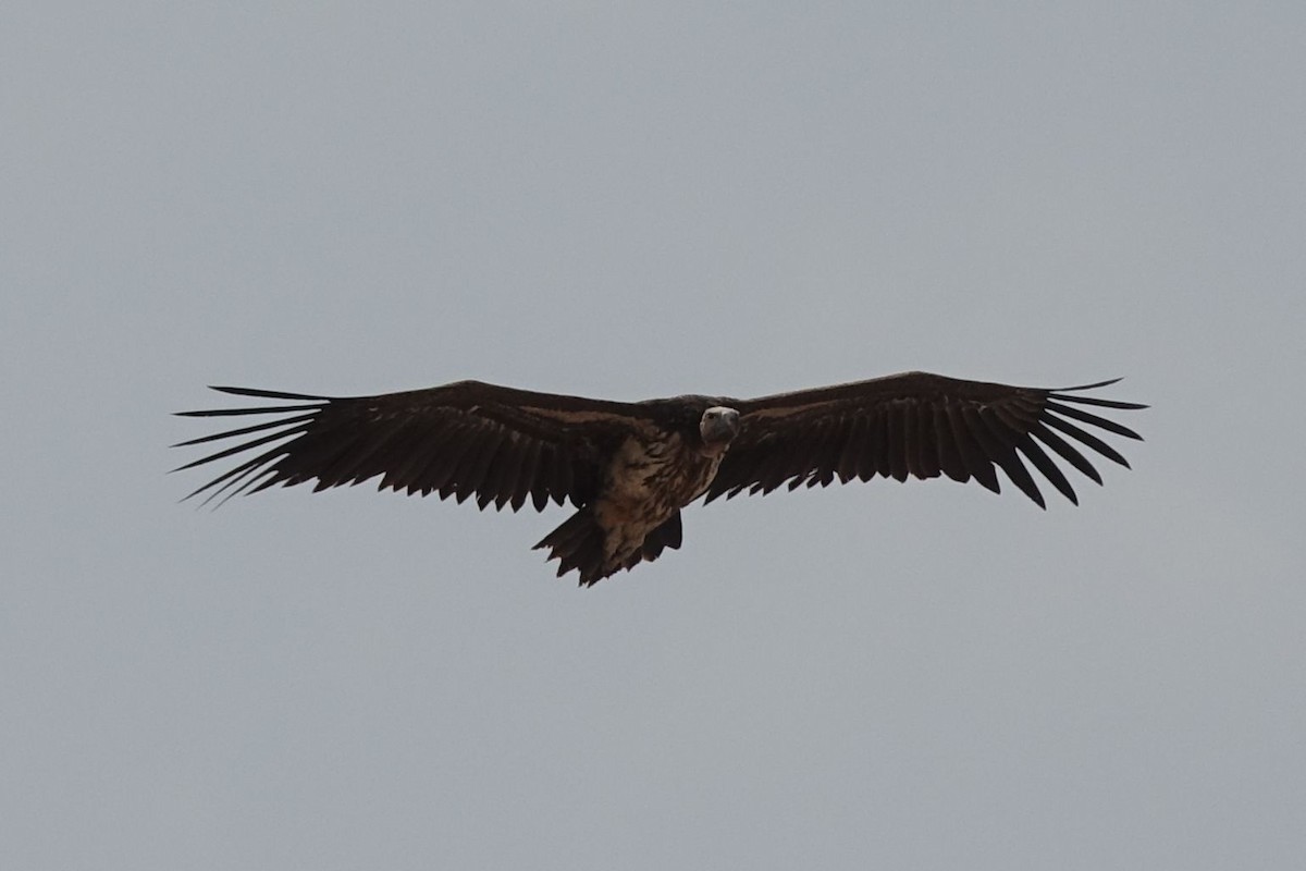 Lappet-faced Vulture - ML133330151