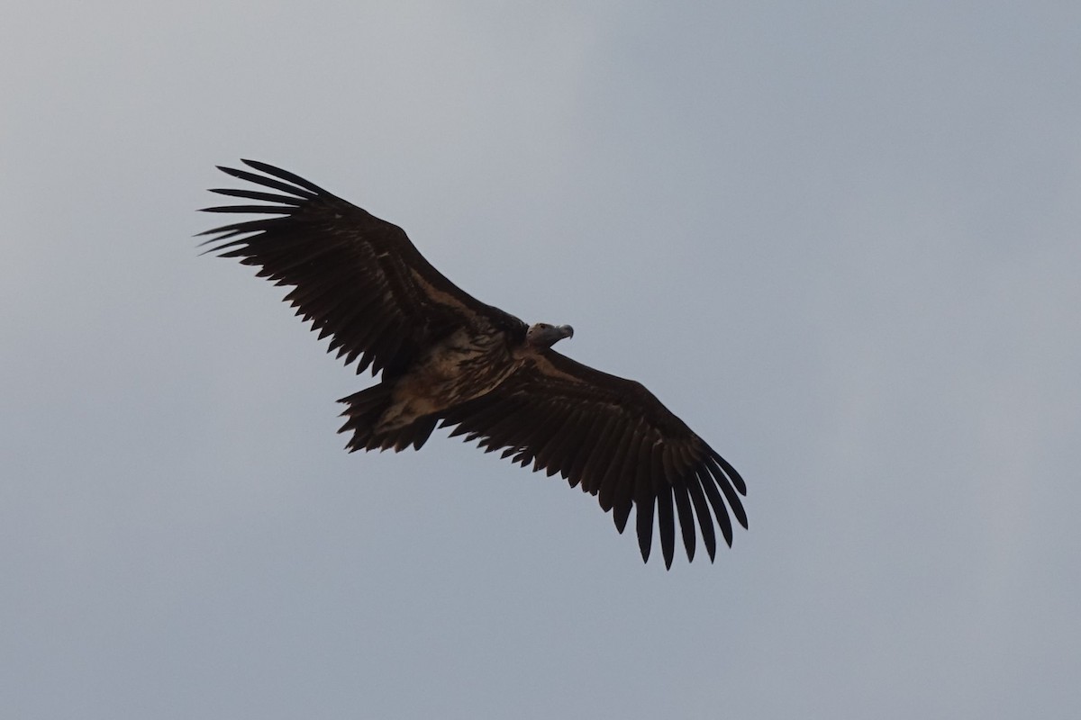 Lappet-faced Vulture - ML133330171