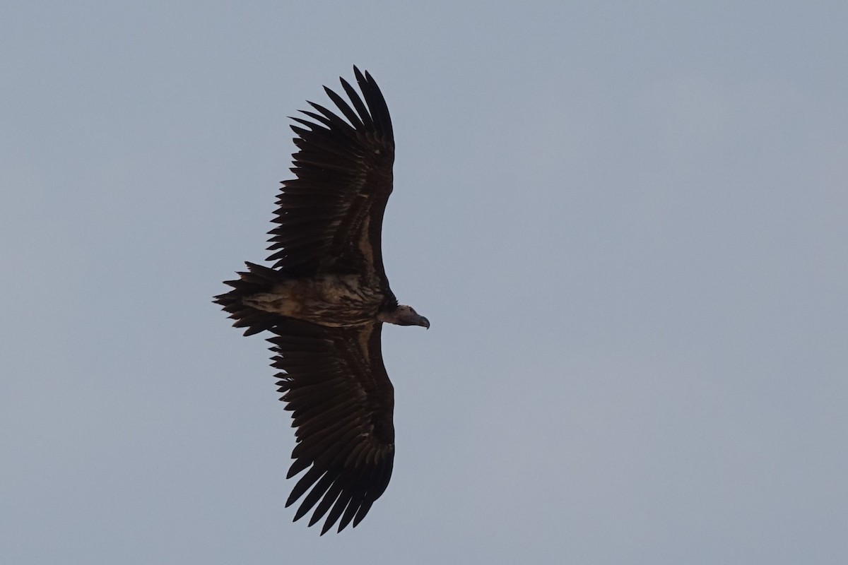 Lappet-faced Vulture - ML133330181