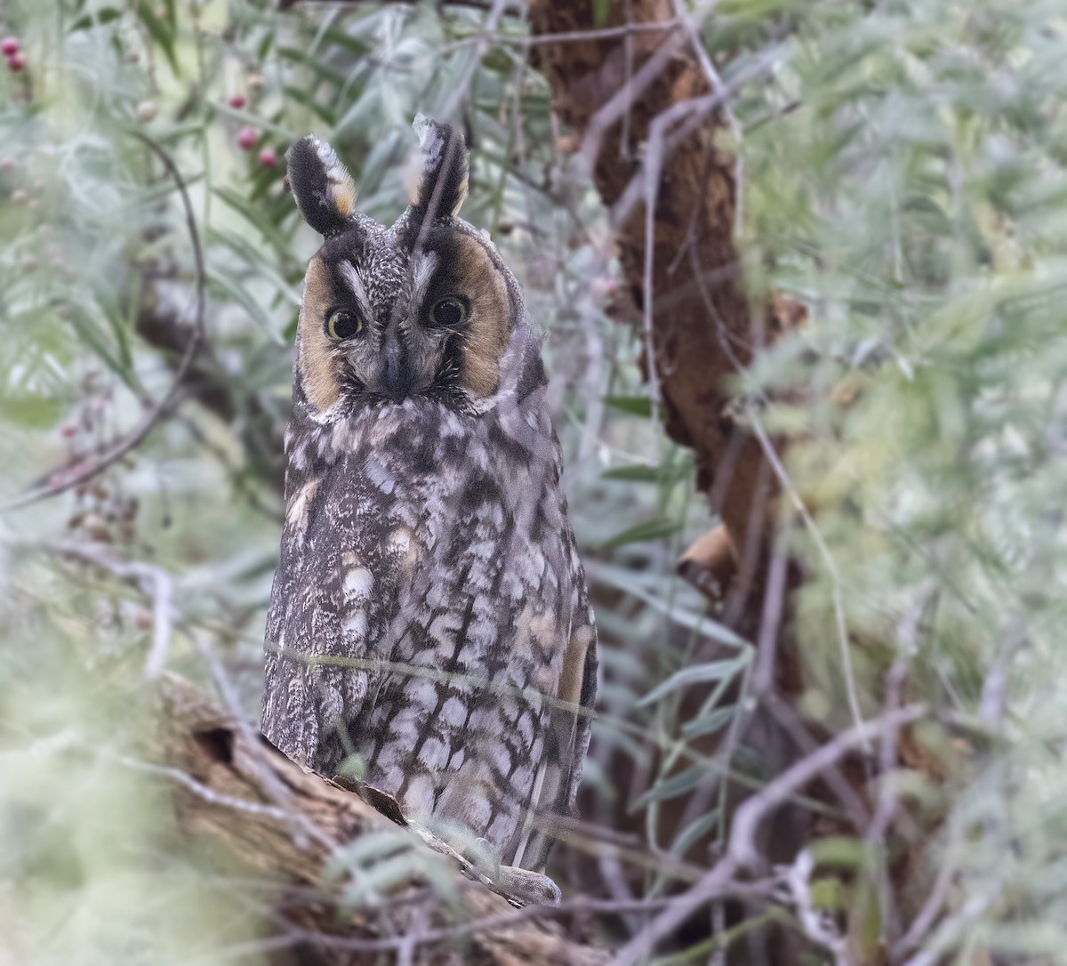 Long-eared Owl - Bradley Hacker 🦜