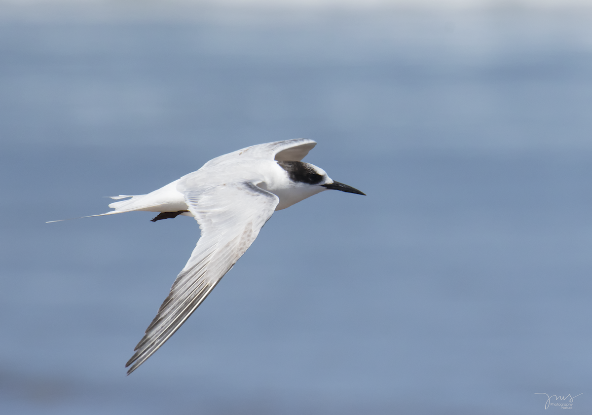 Common Tern - ML133333841