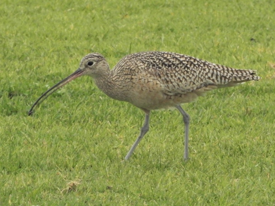 Long-billed Curlew - ML133334721
