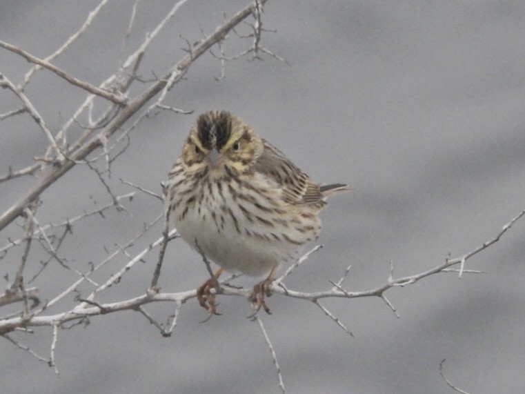 Savannah Sparrow - ML133334881