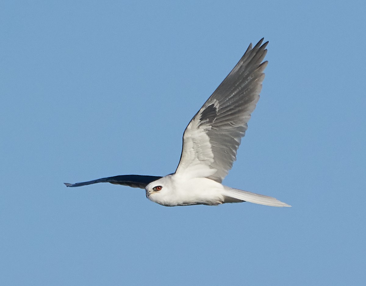 White-tailed Kite - Brooke Miller