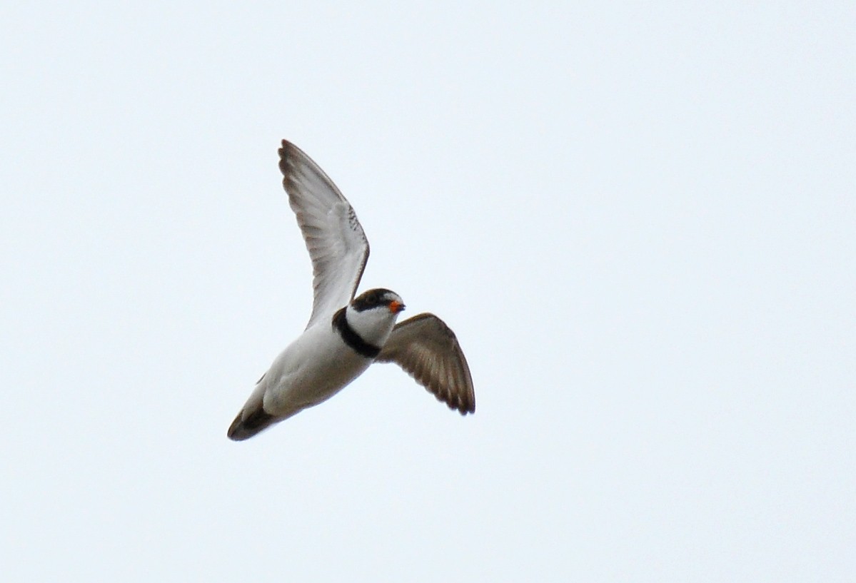 Semipalmated Plover - ML133343391
