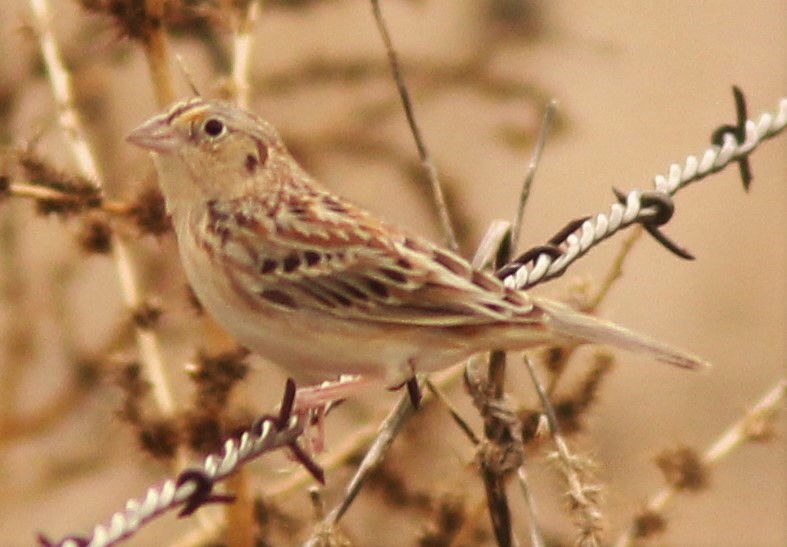 Grasshopper Sparrow - ML133343661
