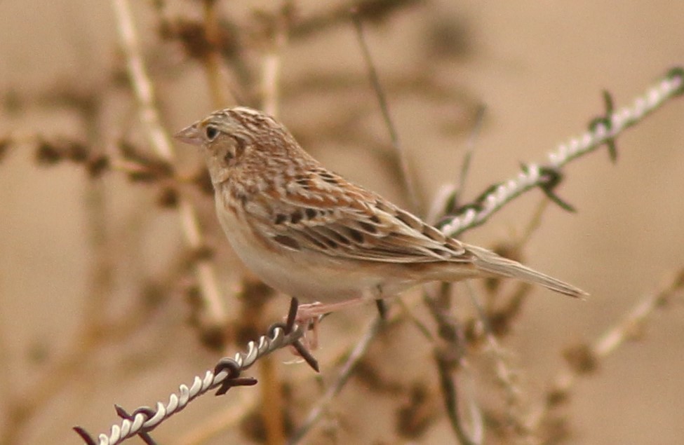 Grasshopper Sparrow - ML133343691