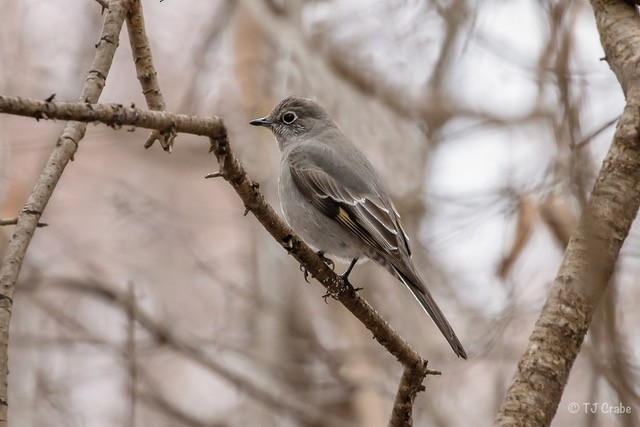Townsend's Solitaire - ML133343951