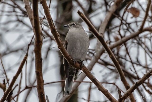Townsend's Solitaire - ML133343961