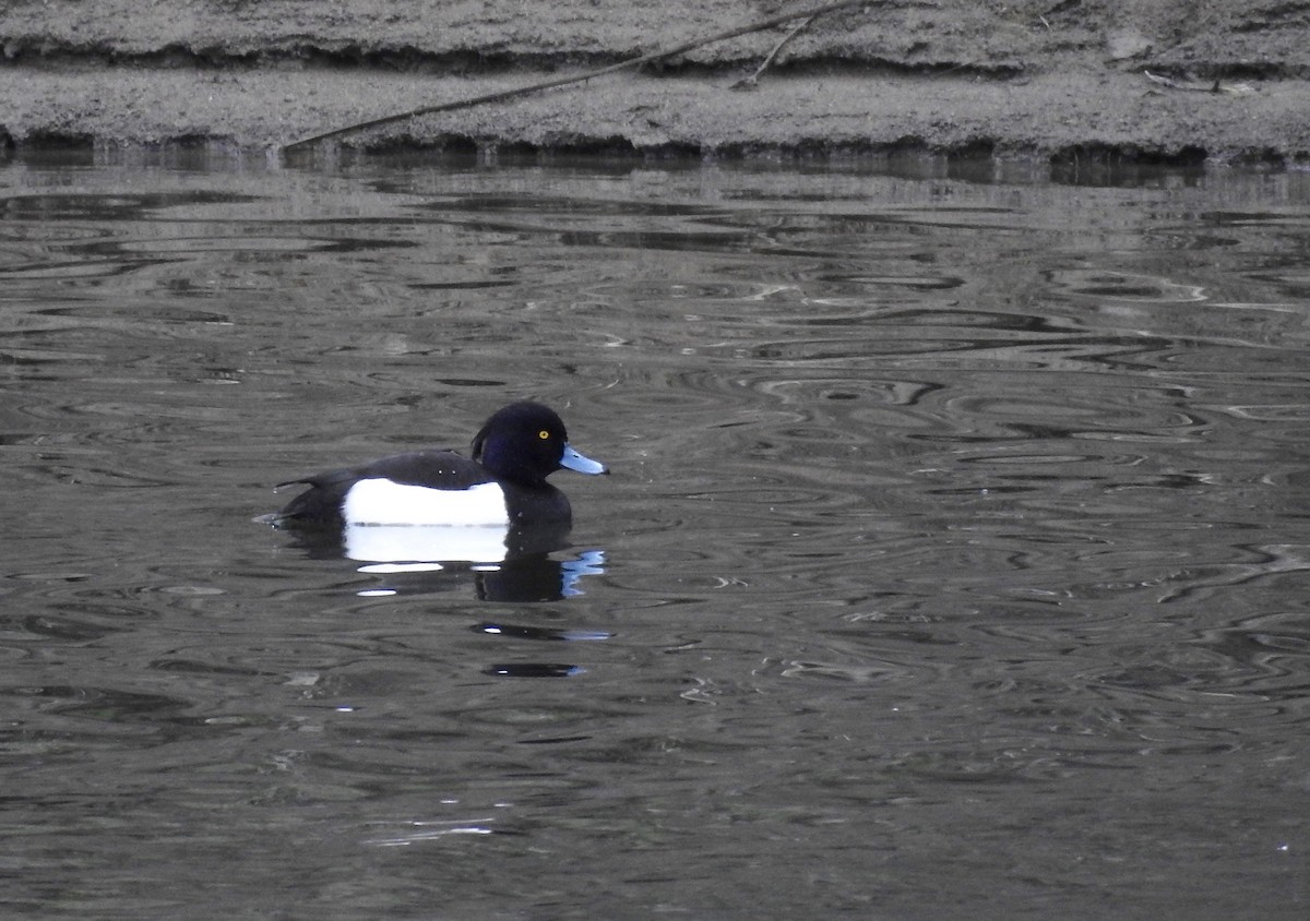 Tufted Duck - Rebecca Coulter