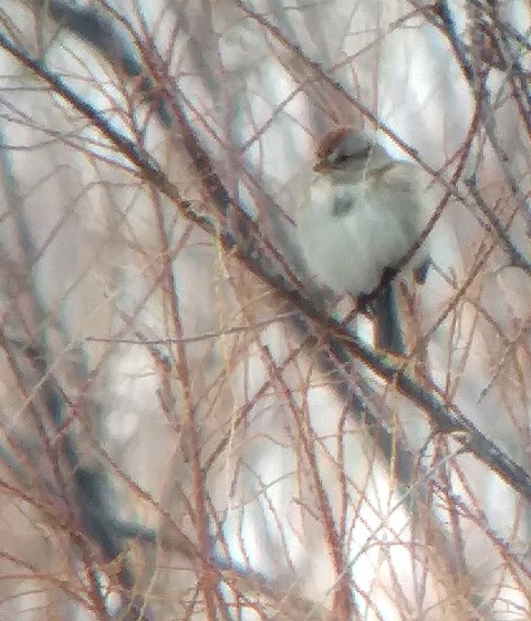 American Tree Sparrow - ML133345301