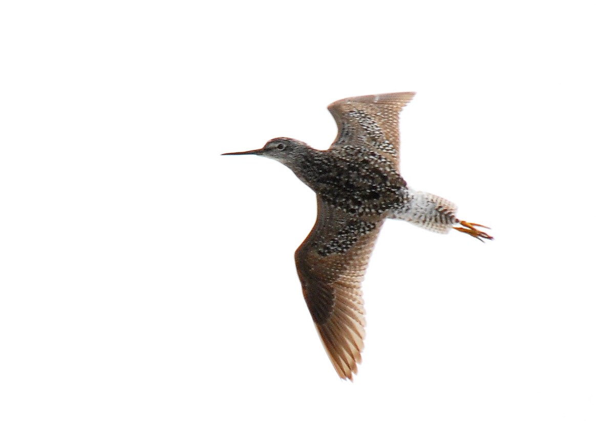 Greater Yellowlegs - Ryan O'Donnell