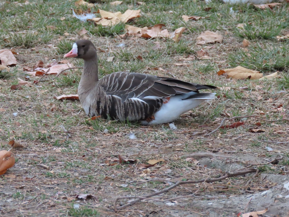 Greater White-fronted Goose - ML133349521