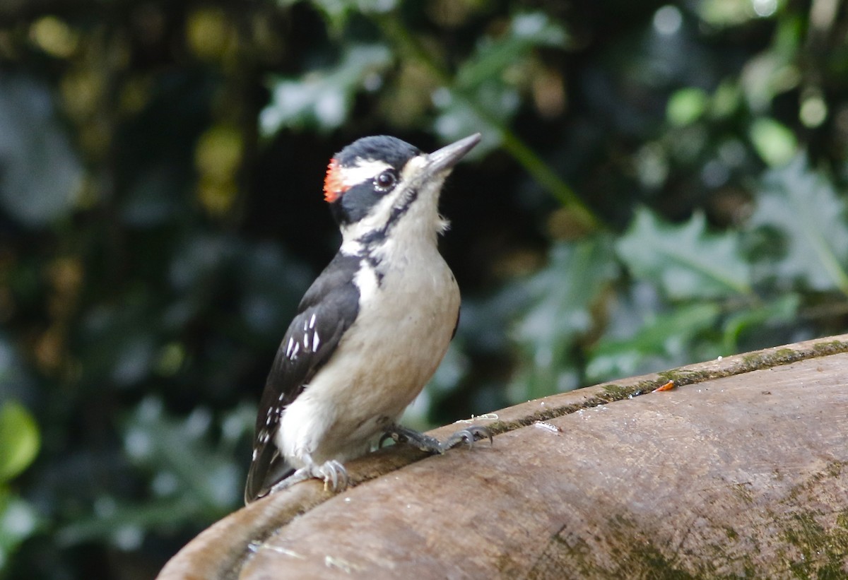 Hairy Woodpecker (Pacific) - Don Roberson