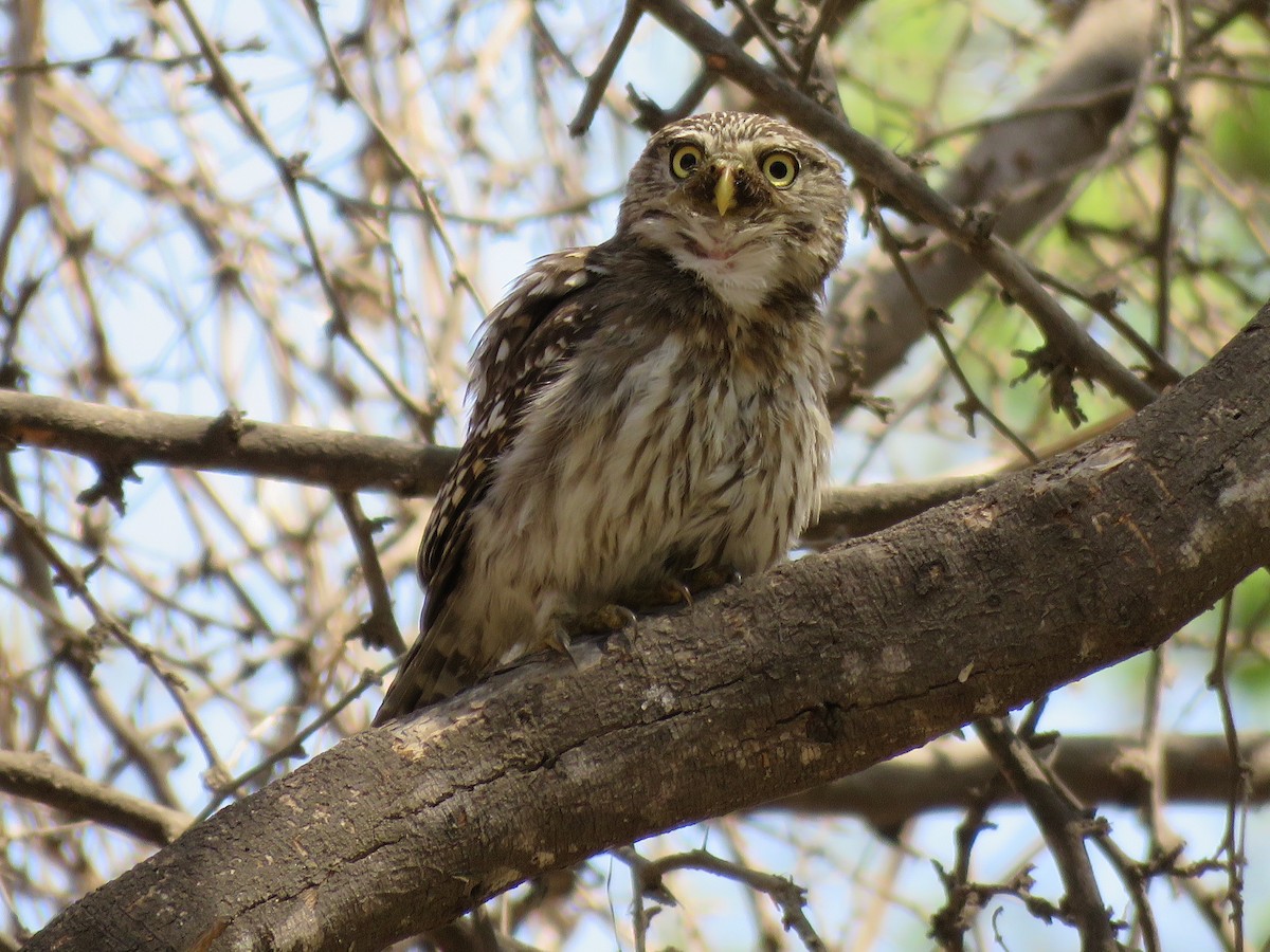 Peruvian Pygmy-Owl - Roger Barboza Castro