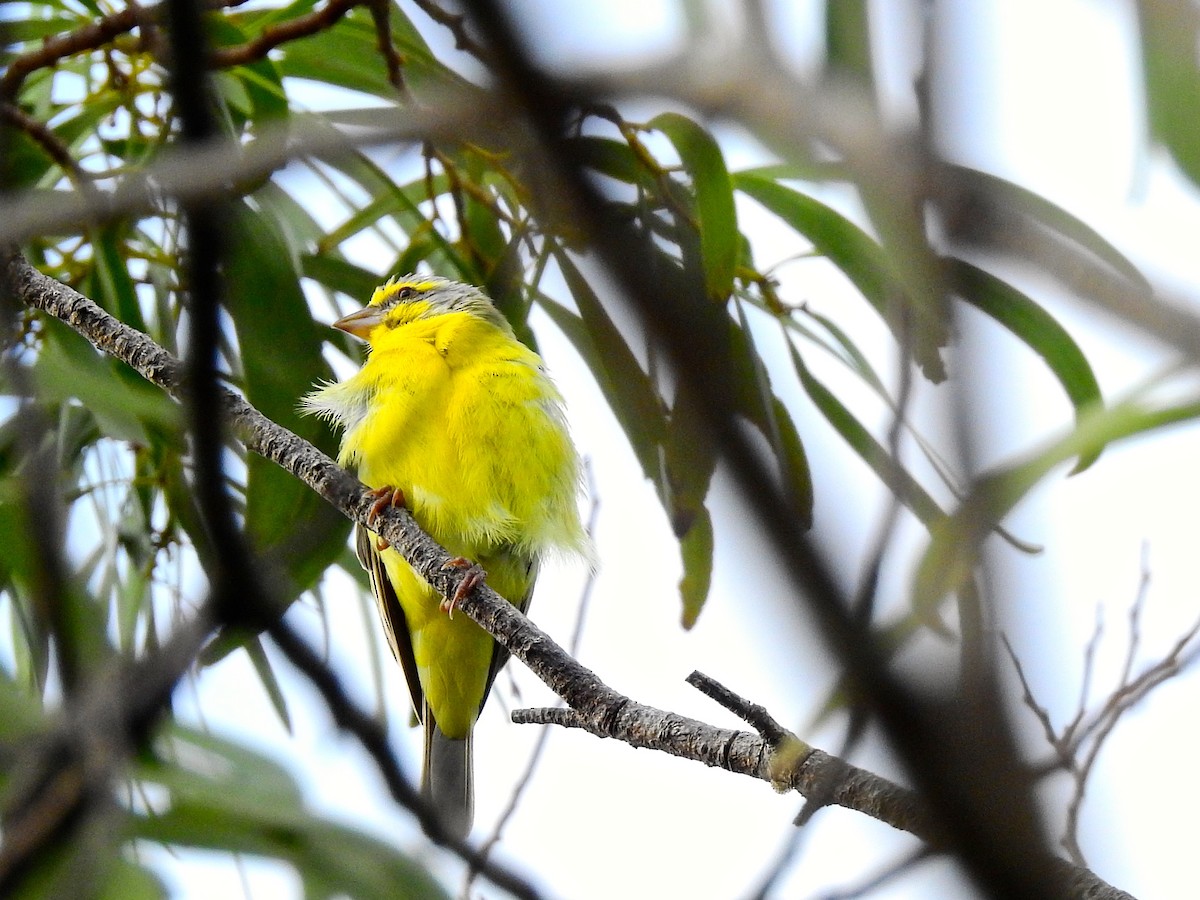 Yellow-fronted Canary - Michael Young