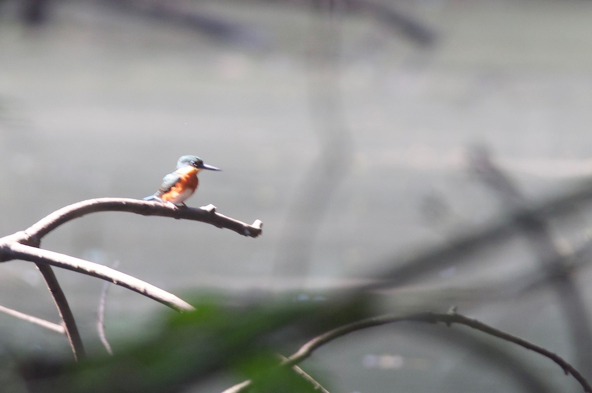 American Pygmy Kingfisher - Amanda Guercio