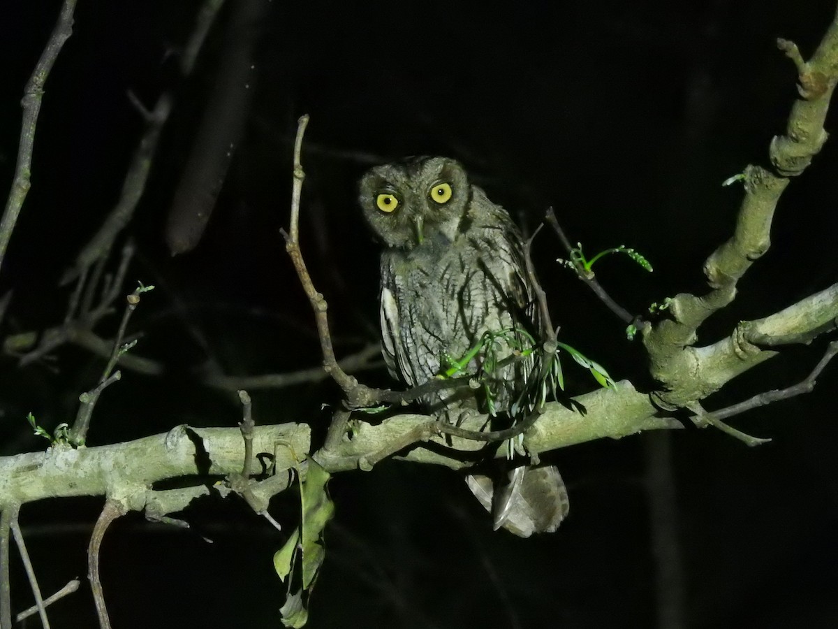 Tropical Screech-Owl - Fabricio Candia