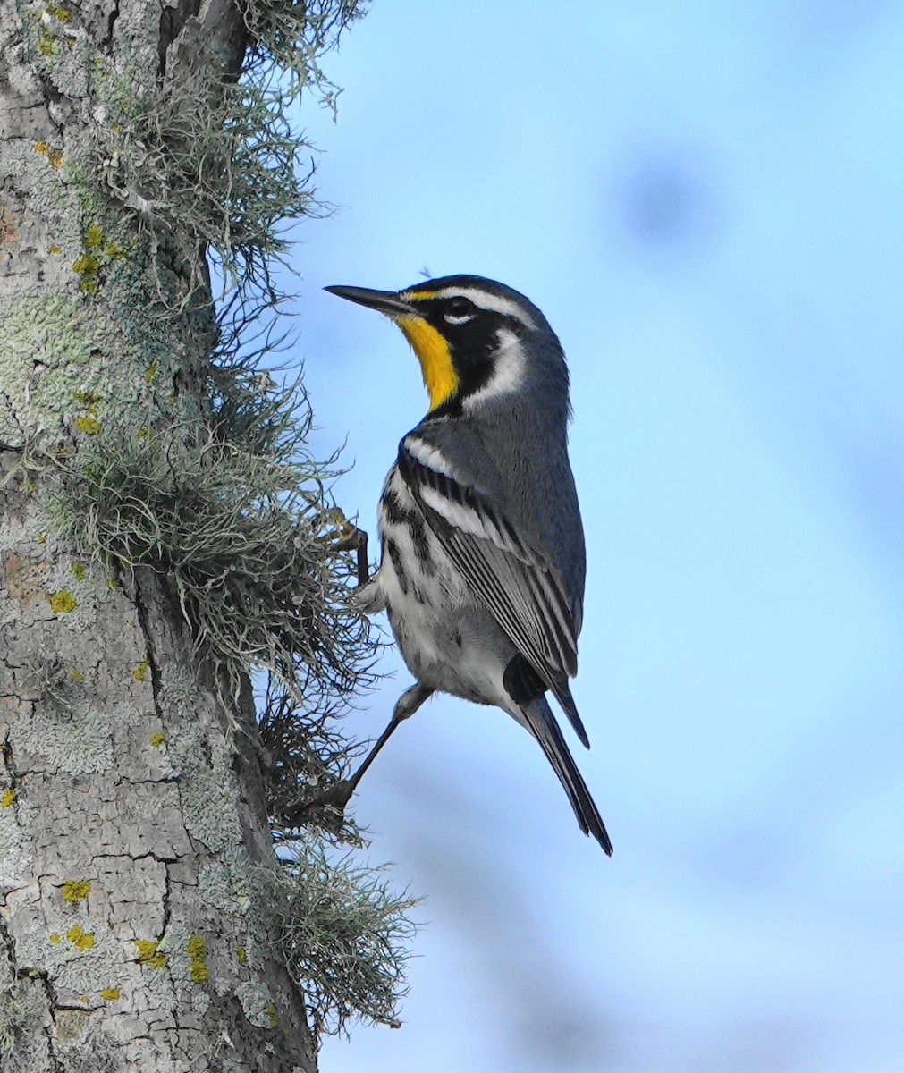 Yellow-throated Warbler - Kathie Rosse