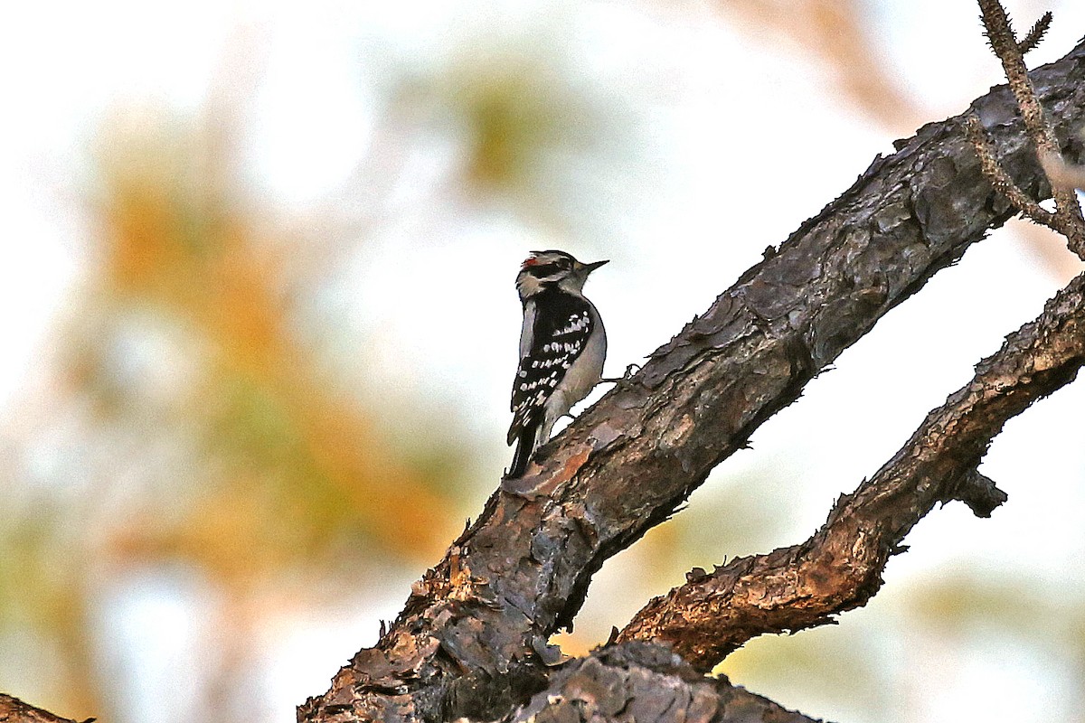 Downy Woodpecker (Eastern) - ML133363671