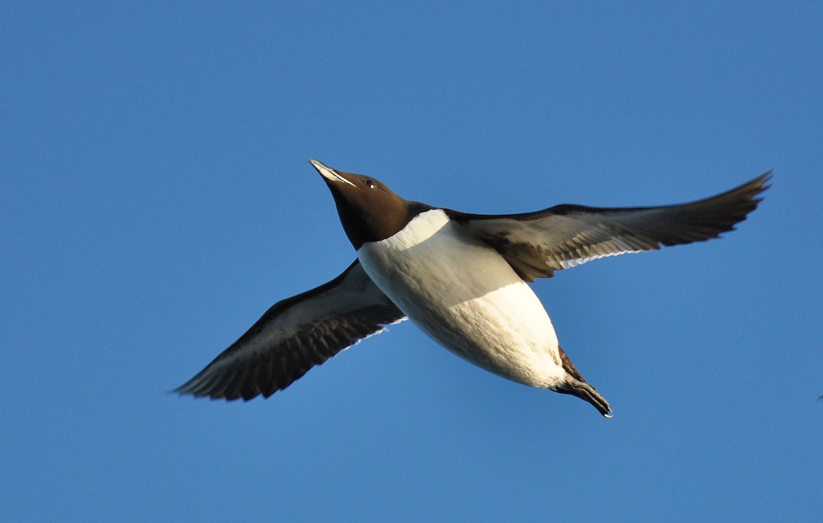 Thick-billed Murre - ML133385941