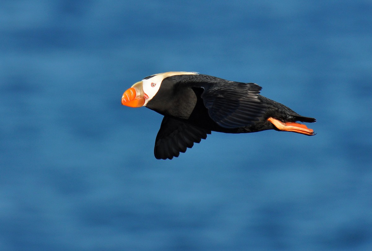 Tufted Puffin - ML133386411