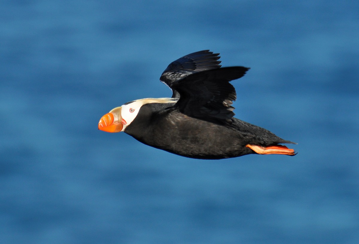 Tufted Puffin - ML133386421