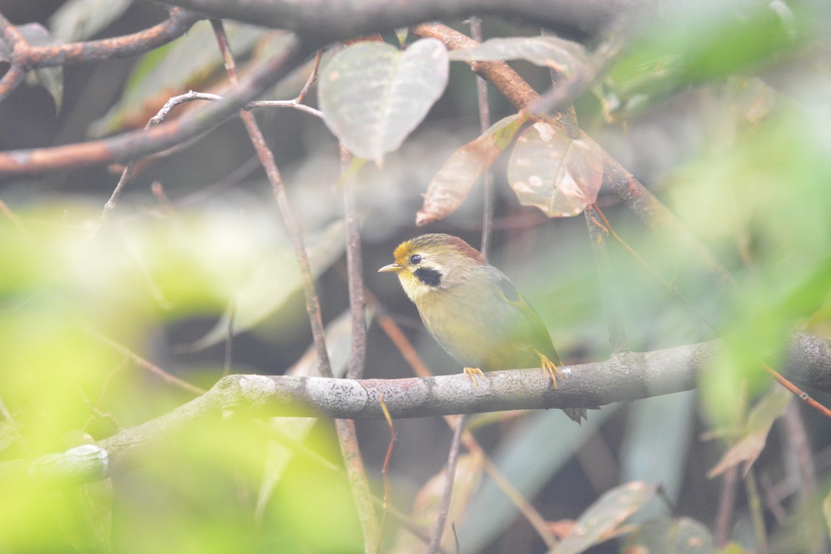 Gold-fronted Fulvetta - Luting Song