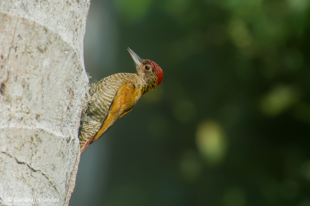 Red-rumped Woodpecker - Daniel Hernandez