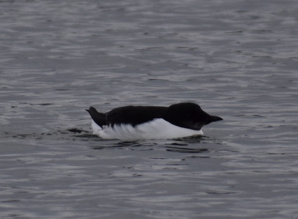 Thick-billed Murre - ML133399451