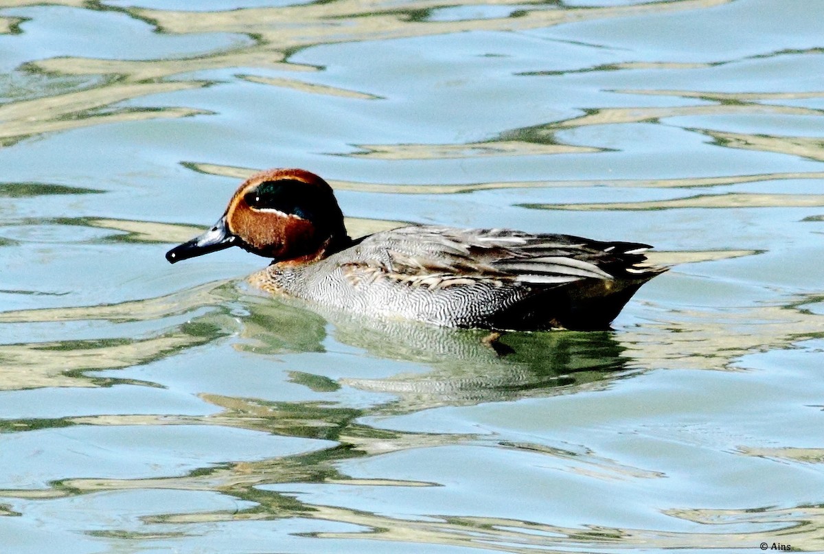 Green-winged Teal - ML133399701