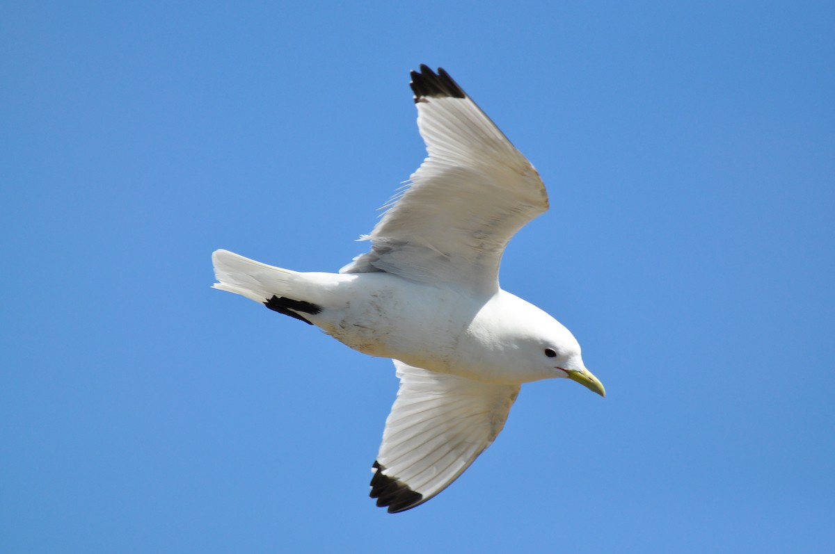 Mouette tridactyle - ML133401231