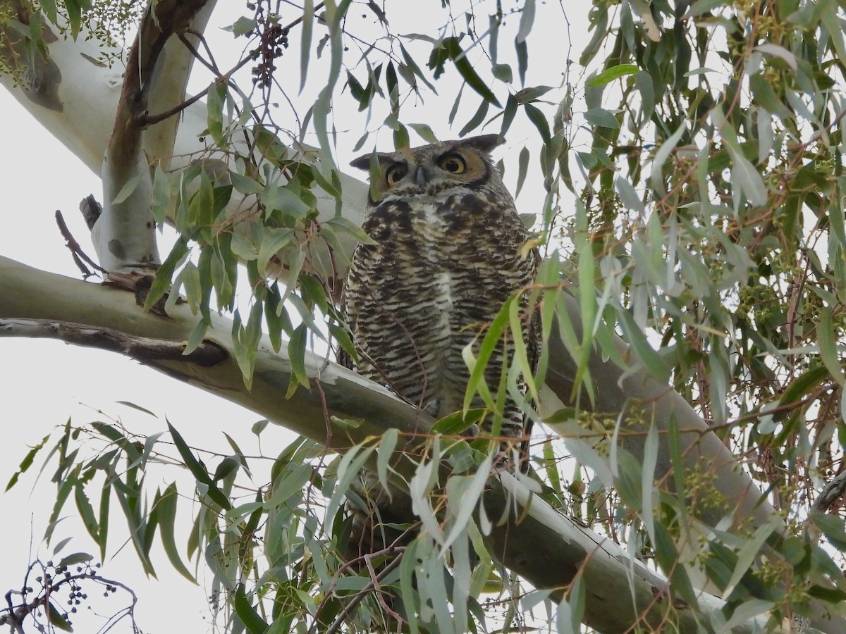 Great Horned Owl - ML133401851