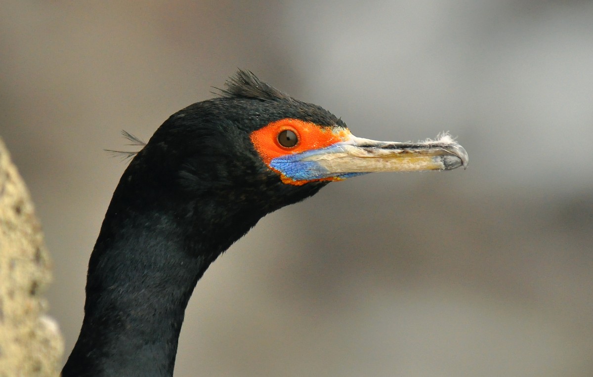 Red-faced Cormorant - Ryan O'Donnell