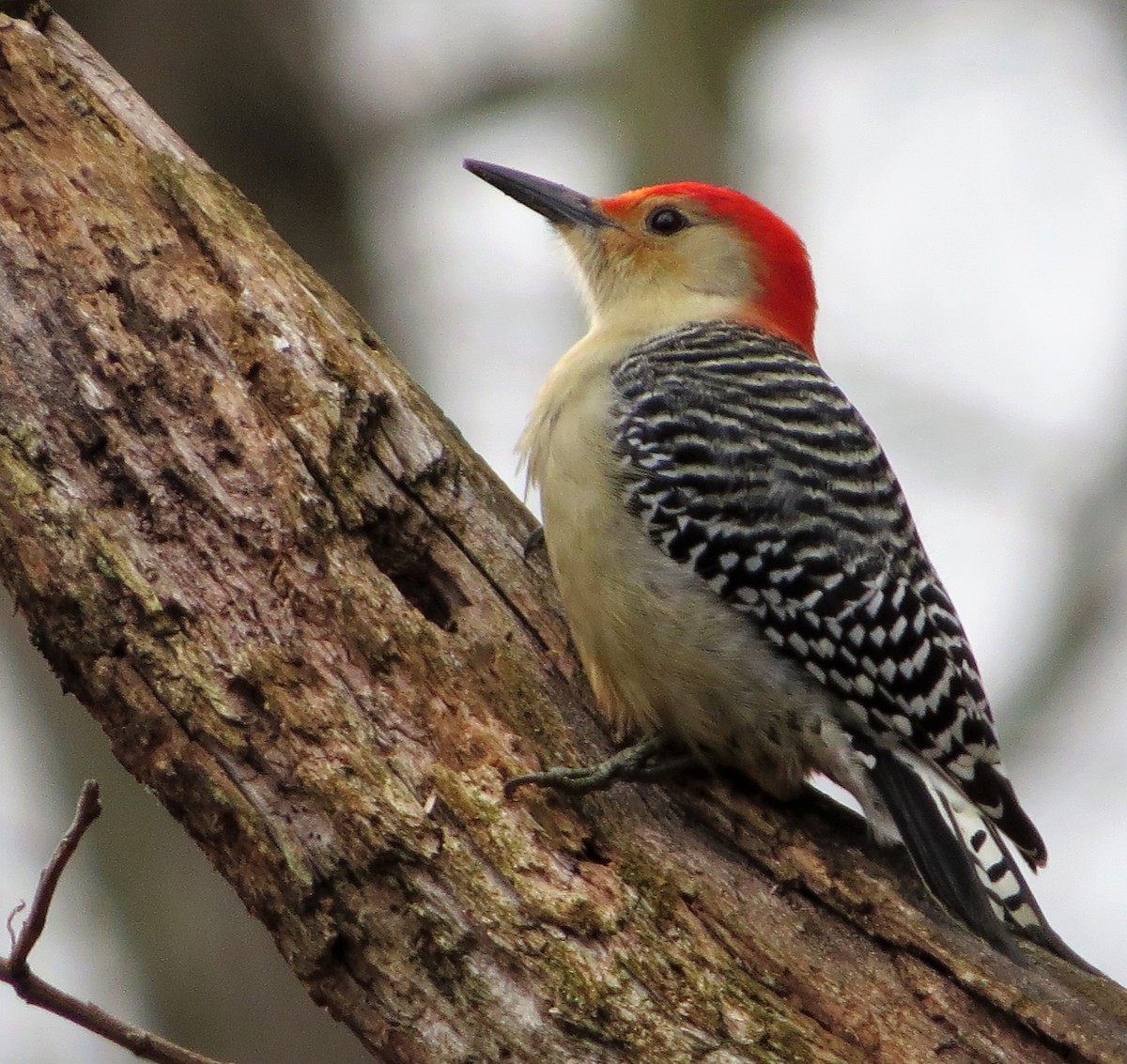Red-bellied Woodpecker - ML133405871