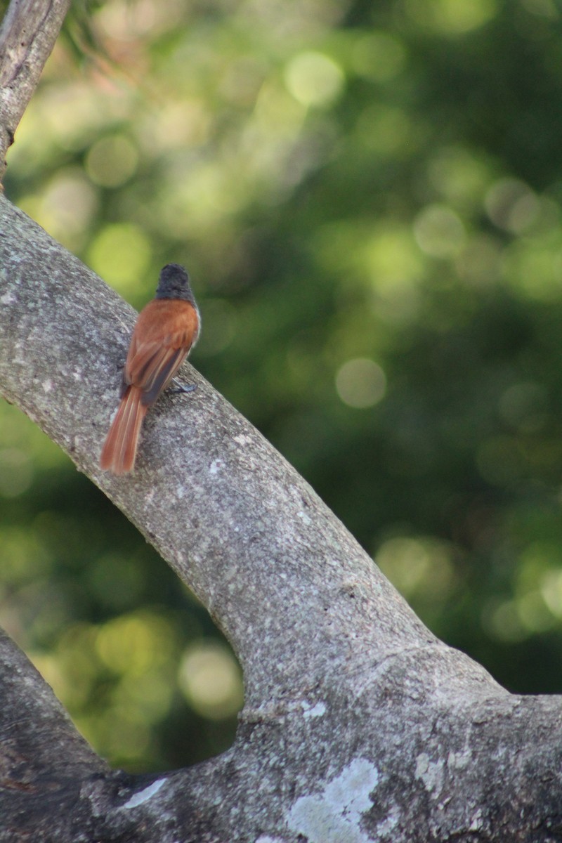 African Paradise-Flycatcher - Anonymous