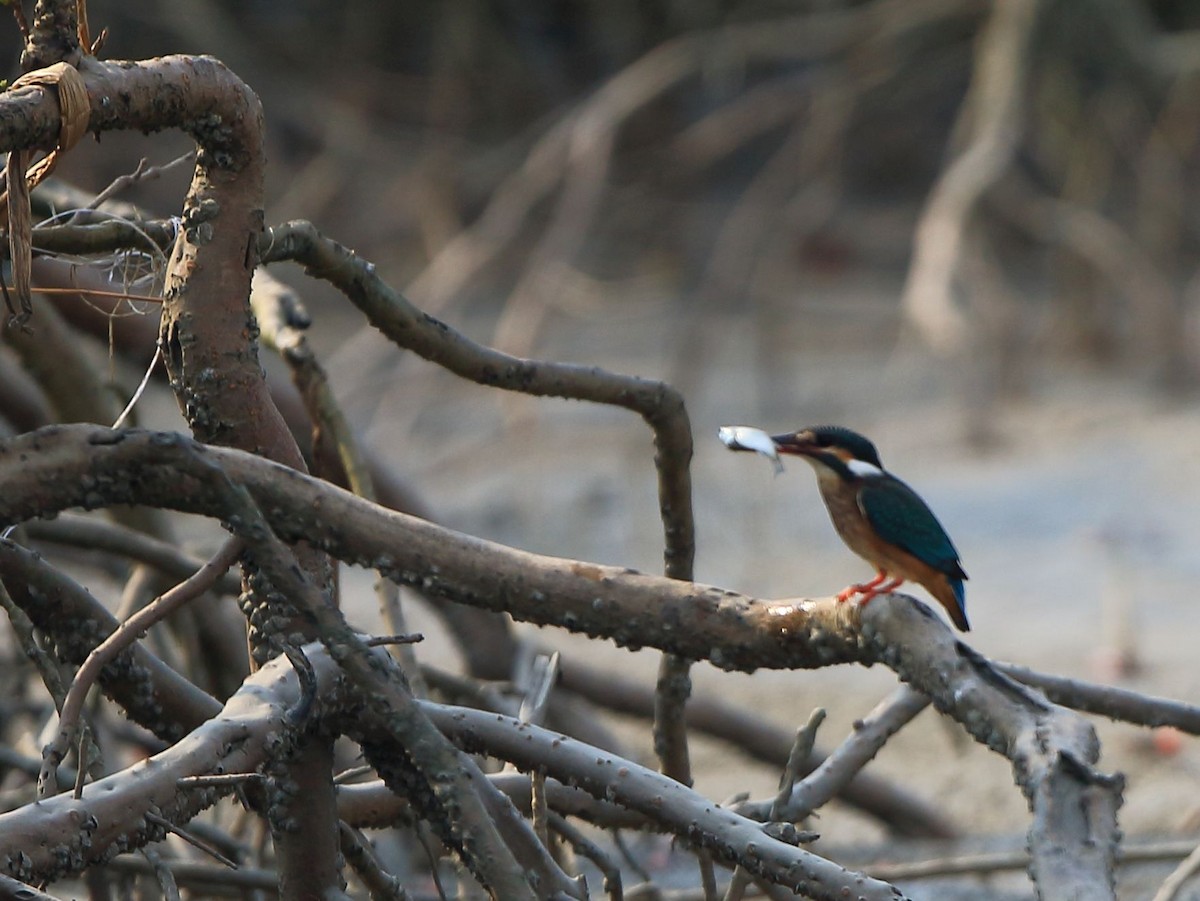 Common Kingfisher - Arnab Pal