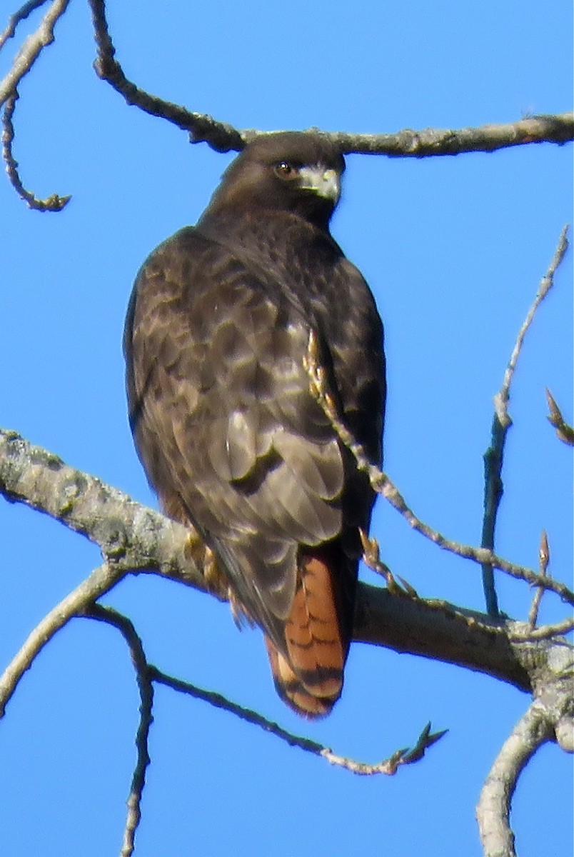 Red-tailed Hawk (calurus/alascensis) - ML133412191