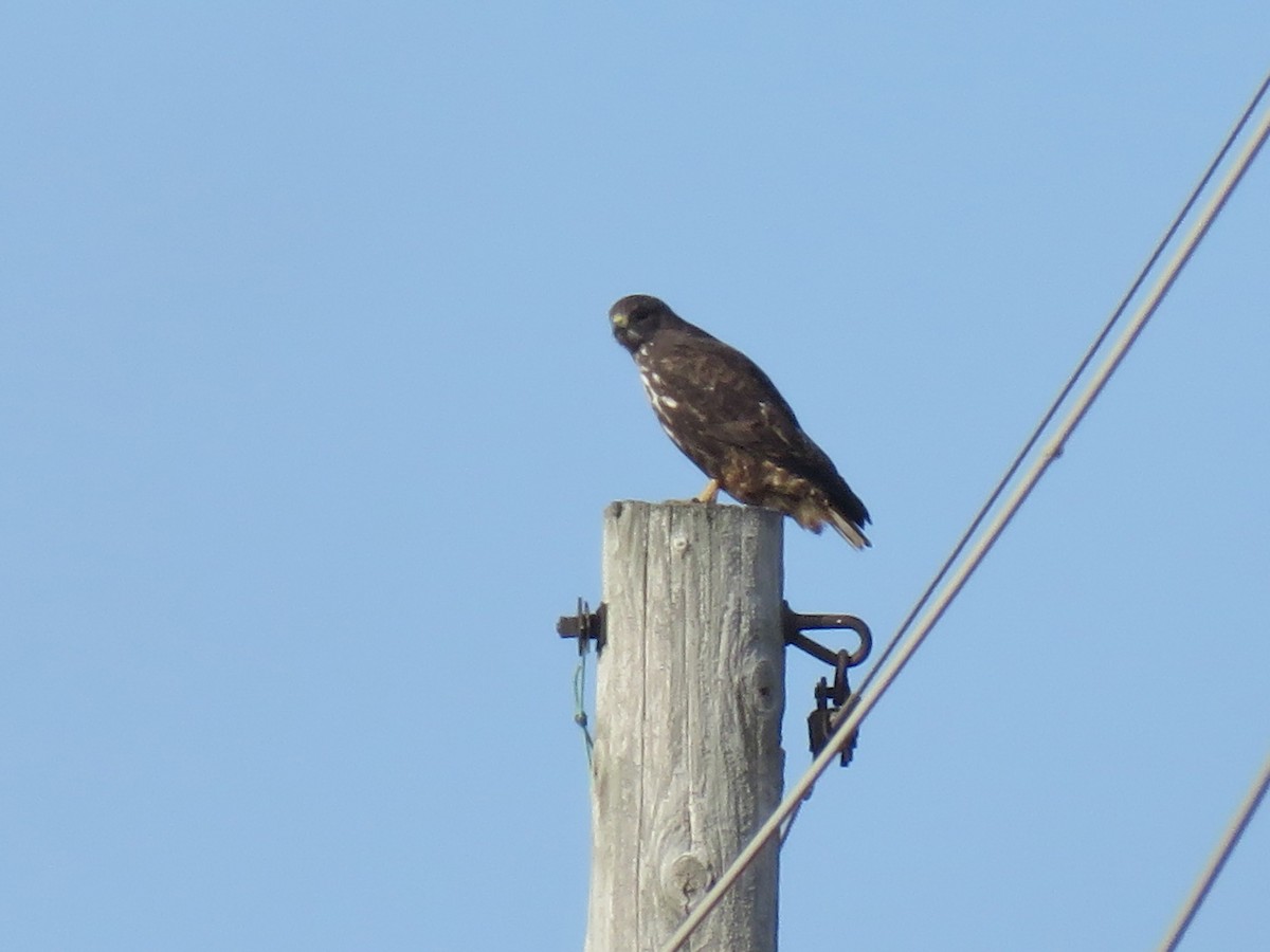 Red-tailed Hawk (Harlan's) - ML133413601