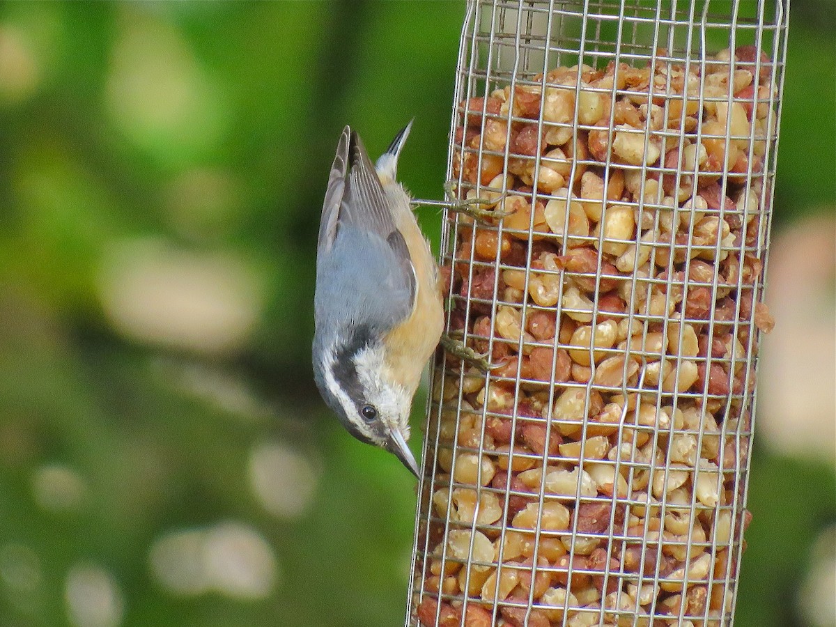 Red-breasted Nuthatch - ML133414741