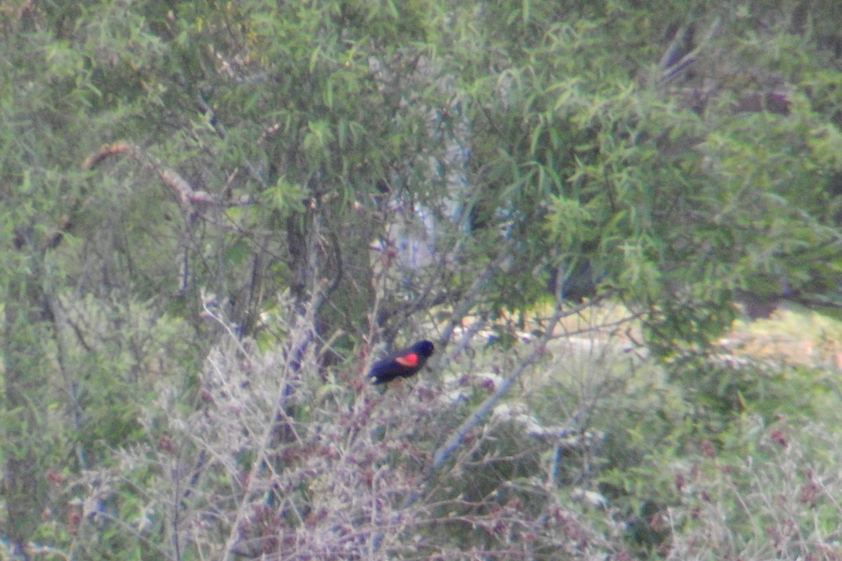 Red-winged Blackbird - ML133418331