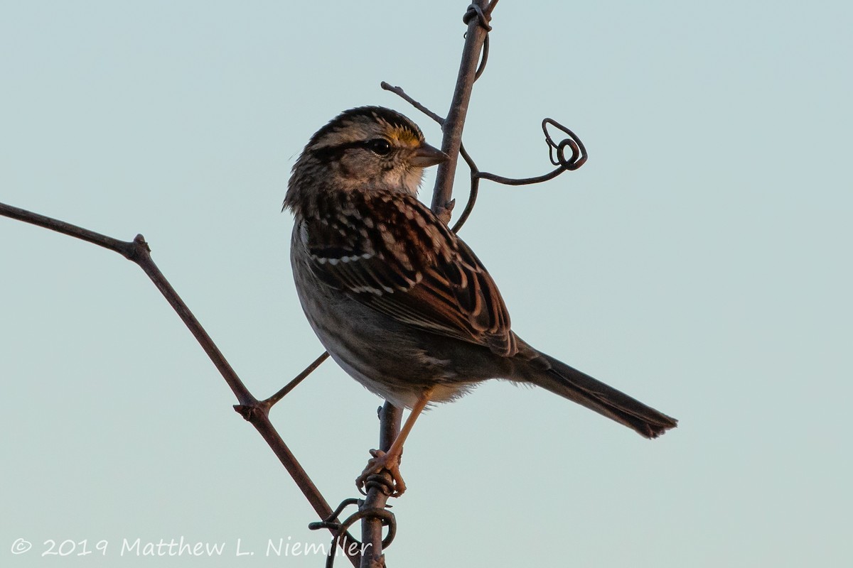 White-throated Sparrow - ML133420141